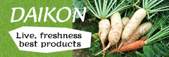 Daikon